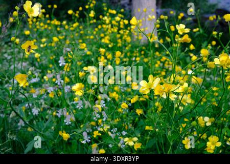 Ranunculus bulbosus, auch bekannt als Knollenfussmuschel oder St. Anthony's Rüben, ist eine mehrjährige blühende Pflanze aus der Familie der Ranunculaceae. Stockfoto