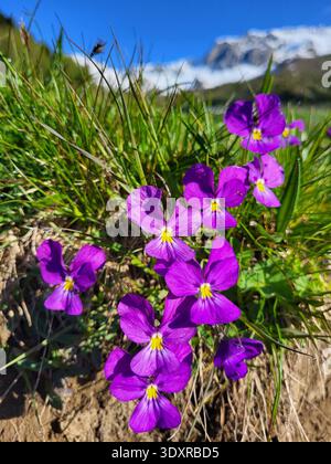 Frühling in den Schweizer Alpen mit einer leuchtenden Ansammlung von leuchtend violetten Blüten, die in frischem Alpengras und schneebedeckten Bergen blühen. Stockfoto