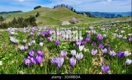 Wunderschöne Schweizer Almwiese mit einem Meer von violetten und weißen Krokusblüten, die im Frühjahr blühen, Rämisgummen, Emmental, Schweiz Stockfoto