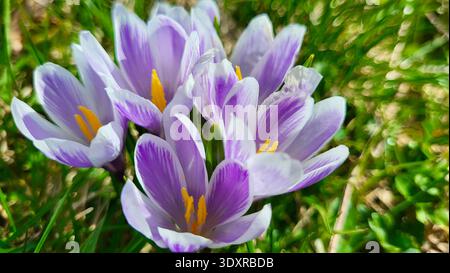 Nahaufnahme einer wunderschönen Gruppe von violetten und weißen Krokussen, die im Frühjahr auf einer Schweizer Almwiese blühen. Stockfoto