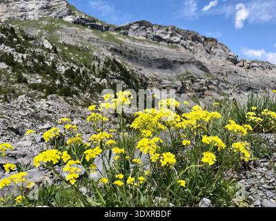 Frühling in den Schweizer Alpen mit einer lebhaften Ansammlung von hellgelben Steinkressen-Blüten, die zwischen alpinen Felsen wachsen. Stockfoto