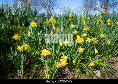 Leuchtend gelbe Narzissen blühen in einem sonnigen Park an einem klaren Frühlingstag. Saisonaler Naturhintergrund mit lebhaften Blüten und frischem Grün. Stockfoto