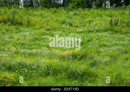 Lebendige Wildblumenwiese voller Farben: goldgelbe Blüten, cremeweiße Blüten und markante violette Lupinenspitzen. Dichte Gräser welken sanft Stockfoto