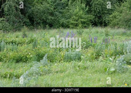 Lebendige Wildblumenwiese voller Farben: goldgelbe Blüten, cremeweiße Blüten und markante violette Lupinenspitzen. Dichte Gräser welken sanft Stockfoto