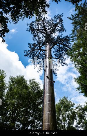 5G-Maske, die wie ein Baum, ein Handy oder ein Mobilmast aussieht, entworfen und getarnt als Baum in einem Wald Sussex Stockfoto