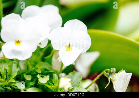 Nahaufnahme weißer Stiefmütterchen in üppigem Grün. Stockfoto