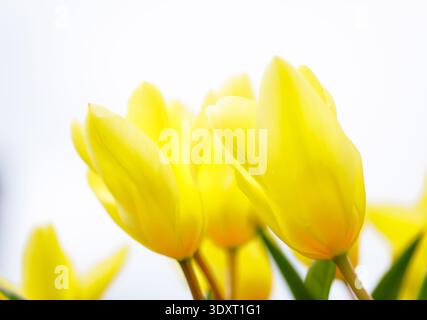 Leuchtend gelbe Tulpen blühen im Sonnenlicht in einem Frühlingsgarten. Stockfoto