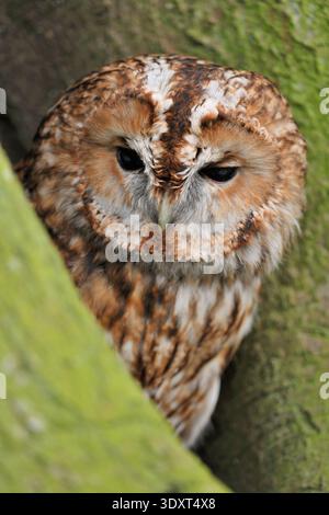 Tawny Owl (Strix aluco) Falknervogel auf dem Boden am Fuß eines Baumes, Fife, Schottland, April Stockfoto