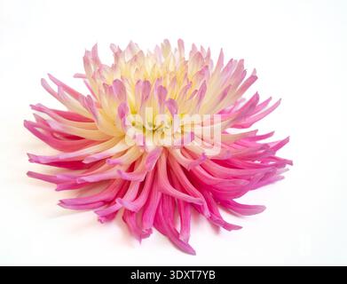 Einzelne rosafarbene und gelbe Gartenkaktus Dahlia auf weißem Hintergrund. Stockfoto