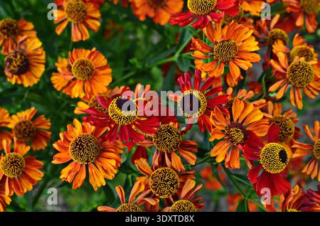 Helenium Konigstiger. Helenium. Helenium autumnale. Bush Helenium. Grüne Blätter. Schöne helle Blumen. Stauden. Lange blühende Pflanze. Sommer da Stockfoto