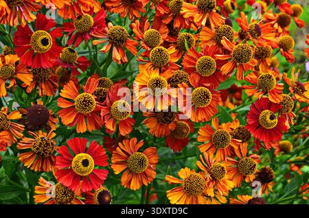 Helenium Konigstiger. Helenium. Helenium autumnale. Bush Helenium. Grüne Blätter. Schöne helle Blumen. Stauden. Lange blühende Pflanze. Sommer da Stockfoto