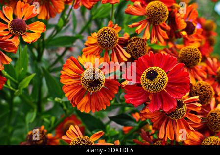 Helenium Konigstiger. Helenium. Helenium autumnale. Bush Helenium. Grüne Blätter. Schöne helle Blumen. Stauden. Lange blühende Pflanze. Sommer da Stockfoto