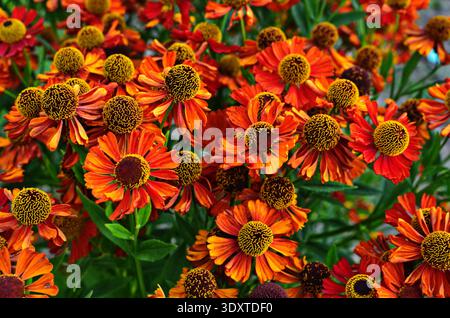 Helenium Konigstiger. Helenium. Helenium autumnale. Bush Helenium. Grüne Blätter. Schöne helle Blumen. Stauden. Lange blühende Pflanze. Sommer da Stockfoto