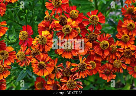 Helenium Konigstiger. Helenium. Helenium autumnale. Bush Helenium. Grüne Blätter. Schöne helle Blumen. Stauden. Lange blühende Pflanze. Sommer da Stockfoto