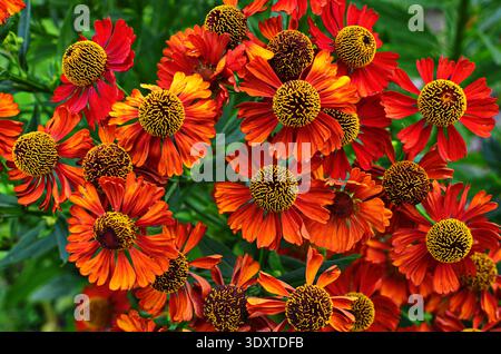 Helenium Konigstiger. Helenium. Helenium autumnale. Bush Helenium. Grüne Blätter. Schöne helle Blumen. Stauden. Lange blühende Pflanze. Sommer da Stockfoto