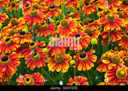 Helenium Konigstiger. Helenium. Helenium autumnale. Bush Helenium. Grüne Blätter. Schöne helle Blumen. Stauden. Lange blühende Pflanze. Sommer da Stockfoto