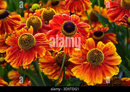 Helenium Konigstiger. Helenium. Helenium autumnale. Bush Helenium. Grüne Blätter. Schöne helle Blumen. Stauden. Lange blühende Pflanze. Sommer da Stockfoto