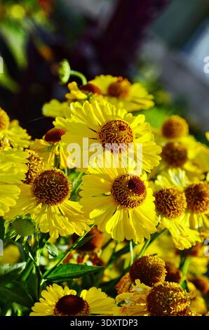 Helenium Konigstiger. Helenium. Helenium autumnale. Bush Helenium. Grüne Blätter. Schöne helle Blumen. Stauden. Lange blühende Pflanze. Sommer da Stockfoto