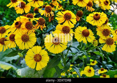 Helenium Konigstiger. Helenium. Helenium autumnale. Bush Helenium. Grüne Blätter. Schöne helle Blumen. Stauden. Lange blühende Pflanze. Sommer da Stockfoto