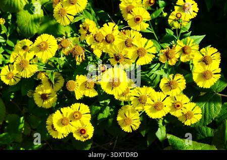 Helenium Konigstiger. Helenium. Helenium autumnale. Bush Helenium. Grüne Blätter. Schöne helle Blumen. Stauden. Lange blühende Pflanze. Sommer da Stockfoto