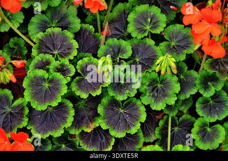Rote Garten Geranium Blumen im Topf, Nahaufnahme Geranium Blumen. pelargonium Stockfoto