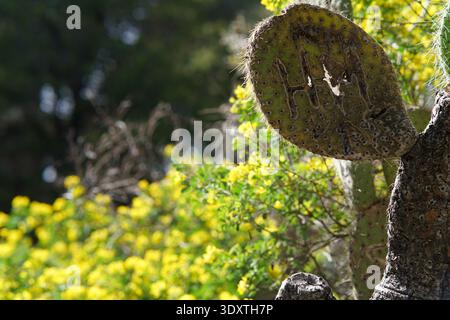 Kaktuskaktus-Pad mit „HHH“-Initialen hebt sich von leuchtend gelb blühenden Blumen in einem sonnigen mediterranen Garten ab. Nizza, Frankreich Stockfoto