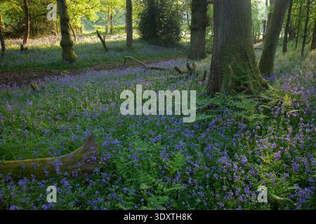 Ausgedehnte Blauglockenwälder unter Reifen Bäumen im Frühjahr mit Farnen und abgefallenen Ästen auf dem Waldboden in Dorset, England, Vereinigtes Königreich. Stockfoto