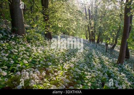 Wilder Knoblauch (Allium ursinum) Teppichboden im Frühlingswald unter frischen grünen Buchen im sanften Abendlicht, Dorset, England, Großbritannien. Stockfoto