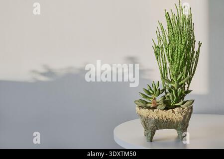 Saftige Pflanzen wachsen in einem einzigartigen, strukturierten Topf, der ästhetische Schatten an die Wand wirft Stockfoto