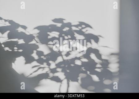 Pflanzen Sie Schatten, die ein abstraktes Muster auf strukturierten weißen Wänden bei natürlichem Licht erzeugen Stockfoto