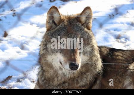 Eine Nahaufnahme eines Wolfs, der in einer ruhigen Pose vor einem Hintergrund aus weißem Schnee gefangen wurde. Belovezhskaja Puschtscha. UNESCO Stockfoto