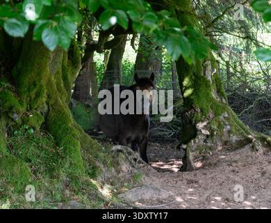 Ein lächelndes Exmore Pony, das frei in Somerset herumläuft Stockfoto