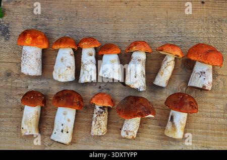 Herbst Herbst Komposition. Vielzahl roh essbaren Pilzen Penny Bun Steinpilze leccinum auf rustikalen Tisch. Ceps über Holz- dunklen Hintergrund. Küche leckere Stockfoto
