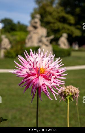 In den Gärten der Würzburger Residenz blüht die „Park Princess“ der rosa Dahlia, ein florales Highlight auf dem historischen UNESCO-Schlossgelände. Stockfoto