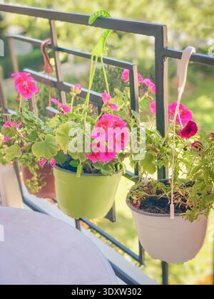 Rosafarbene Blumen in hängenden Töpfen am Balkongeländer mit grünen Blättern im Außenbereich des Wohngebäudes. Frühling, Sommer, Balkongärtnerei, Stadt Stockfoto