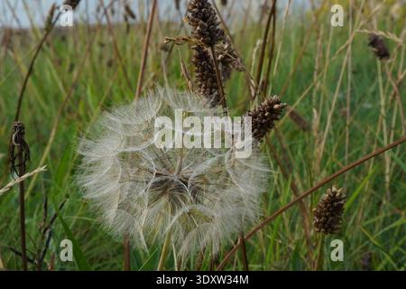 Löwenzahn-Samenkopf auf der Wiese, Nahaufnahme von weißen flauschigen Samen im Gras Stockfoto