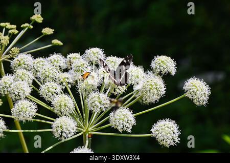 Kugelförmige Dolden von Angelica archangelica, Garten angelica oder wilde Sellerie weiße Blüten aus nächster Nähe. Stockfoto