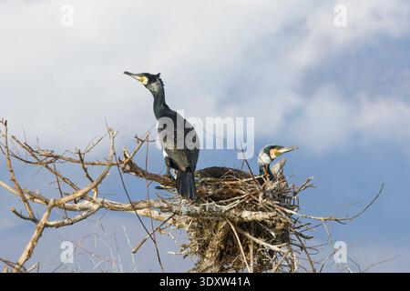 Großer Kormoran Phalacrocorax carbo, 2 Erwachsene stehen auf dem Nest, Kerkini-See, Griechenland, Februar Stockfoto