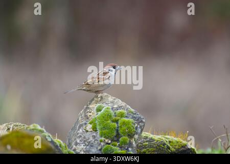 Eurasischer Baumpatzen Passer montanus, Erwachsener auf Felsen, Bulgarien, Februar Stockfoto