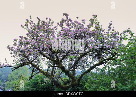 Alter, moosbedeckter Apfelbaum in voller rosa Blüte vor dem hellen Frühlingshimmel, englischer Garten auf dem Land Stockfoto