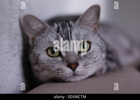 Silberne Tabby-Katze mit grünen Augen, das Kinn auf dem Sofa-Arm, direkt auf die Kamera schauen, Innenporträt Stockfoto