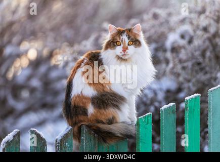Porträt einer flauschigen dreifarbigen Katze mit großen gelben Augen, die auf einem grünen Holzzaun in einem schneebedeckten Wintergarten im Dorf sitzt Stockfoto