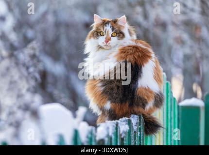 Porträt einer flauschigen Katze mit großen gelben Augen, die halb gedreht auf einem grünen Holzzaun in einem Wintergarten im Dorf sitzt Stockfoto
