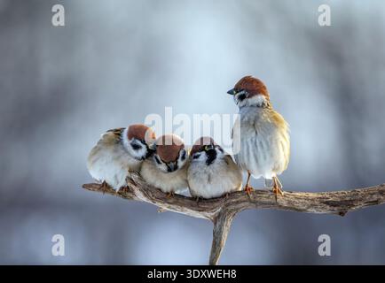 Foto von Vögeln, einer Gruppe von Spatzen, die nebeneinander auf einem Ast im Garten sitzen Stockfoto