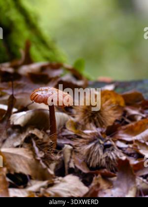 Laccaria laccata Pilz, auch bekannt als der Betrüger oder Wachslaccaria, zeigt seine kleine Kappe, den schlanken Stiel und die charakteristischen Erdfarben Stockfoto