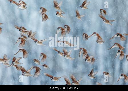 Foto mit einer Schar vieler Vögel Feldsperlinge, die in einem Wintergarten in einem Schneesturm vorbeifliegen Stockfoto
