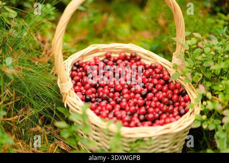 Nahaufnahme des Korbs mit frischen Preiselbeeren im Wald. Herbsternte, Waldgeschenke, gesunde Beeren, Vitamine während der Krankheit, hausgemachte Getränke, Waldspaziergang, schönes Herbstwetter, Feenwald-Stimmung. Stockfoto