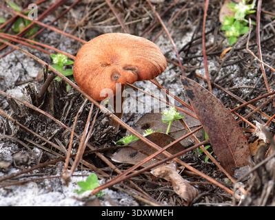 02/12/2025. Little Manatee River State Park, Wimauma, FL. Kiefernflachhölzer mit Sandsubstrat. Gefunden in einer Depression, wo einst eine Struktur war. Klein Stockfoto