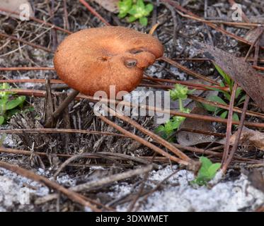 02/12/2025. Little Manatee River State Park, Wimauma, FL. Kiefernflachhölzer mit Sandsubstrat. Gefunden in einer Depression, wo einst eine Struktur war. Klein Stockfoto