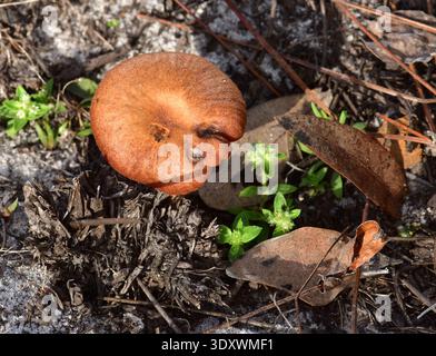02/12/2025. Little Manatee River State Park, Wimauma, FL. Kiefernflachhölzer mit Sandsubstrat. Gefunden in einer Depression, wo einst eine Struktur war. Klein Stockfoto
